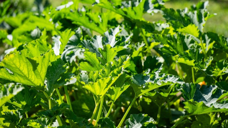 Abobrinha Black Beauty:Guia de plantio, cultivo e cuidados