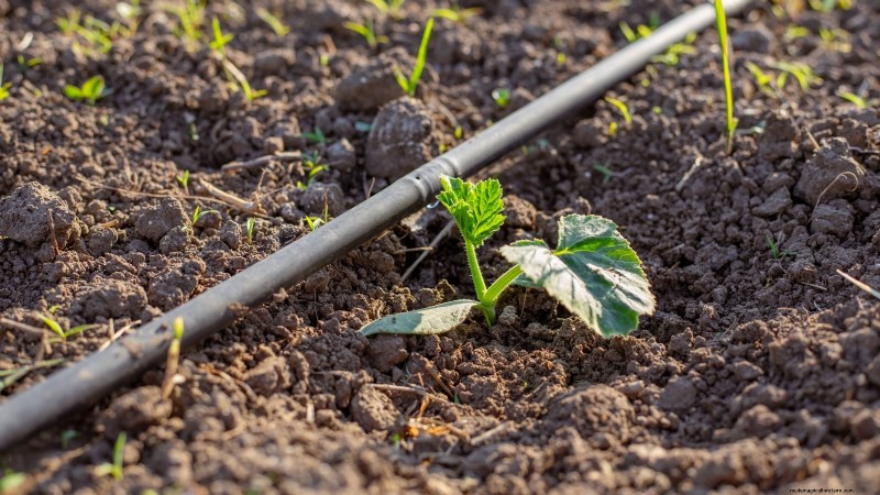 Abobrinha Black Beauty:Guia de plantio, cultivo e cuidados