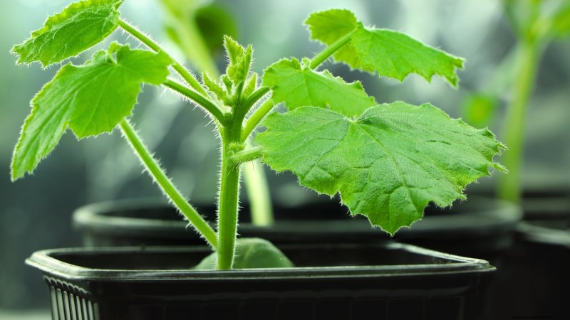 Abobrinha Black Beauty:Guia de plantio, cultivo e cuidados