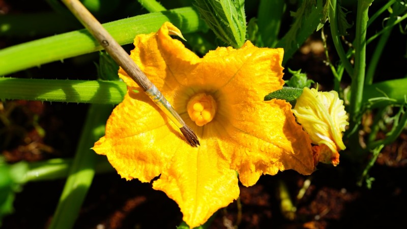 Abobrinha Black Beauty:Guia de plantio, cultivo e cuidados
