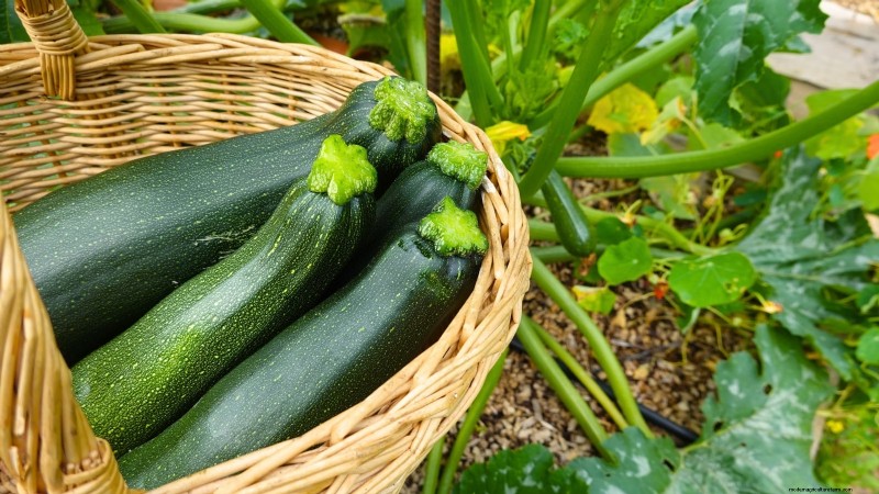 Abobrinha Black Beauty:Guia de plantio, cultivo e cuidados