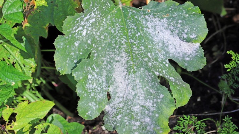 Abobrinha Black Beauty:Guia de plantio, cultivo e cuidados