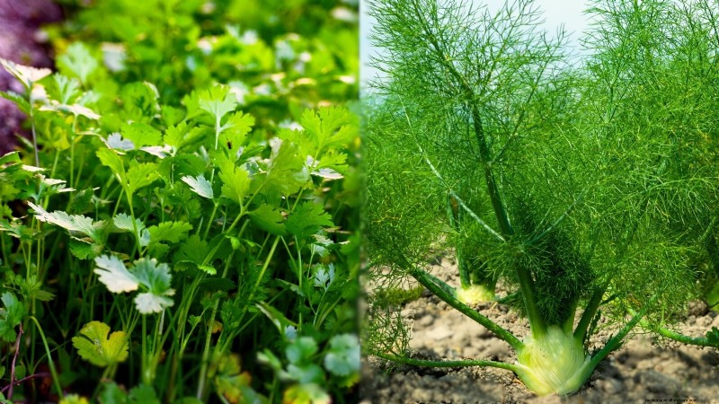 Plantio complementar:9 ervas para evitar crescer juntas