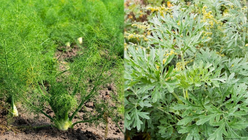 Plantio complementar:9 ervas para evitar crescer juntas