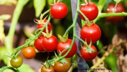 Coltivare i pomodori Cherry Falls:guida alla semina, alla cura e alla raccolta 