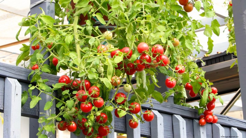 Coltivare i pomodori Cherry Falls:guida alla semina, alla cura e alla raccolta 