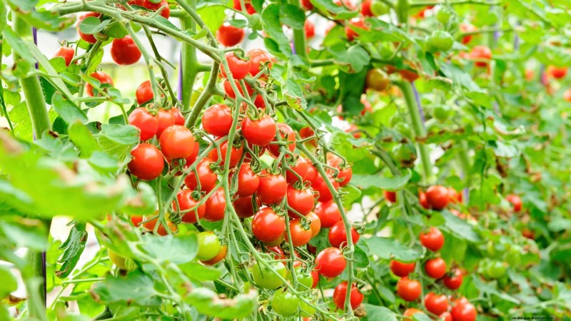 Coltivare i pomodori Cherry Falls:guida alla semina, alla cura e alla raccolta 