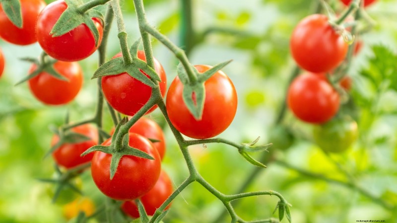 Coltivare i pomodori Cherry Falls:guida alla semina, alla cura e alla raccolta 