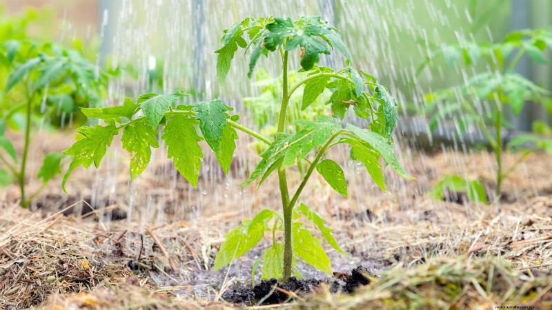 Coltivare i pomodori Cherry Falls:guida alla semina, alla cura e alla raccolta 