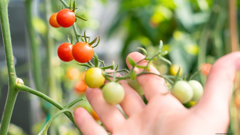Coltivare i pomodori Cherry Falls:guida alla semina, alla cura e alla raccolta 