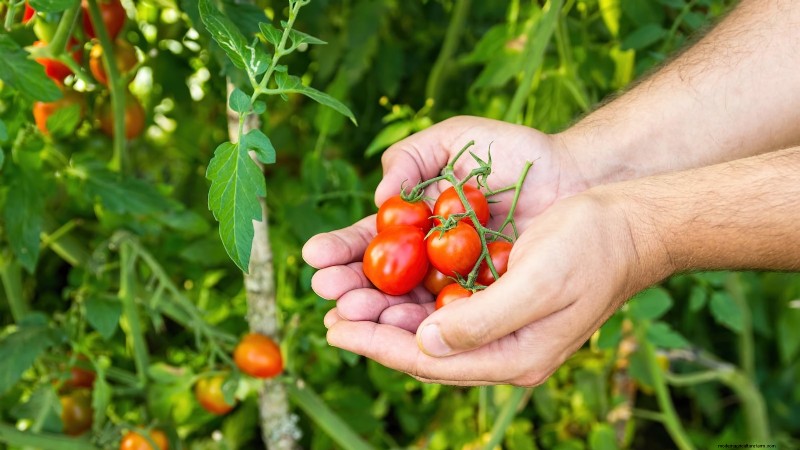 Coltivare i pomodori Cherry Falls:guida alla semina, alla cura e alla raccolta 