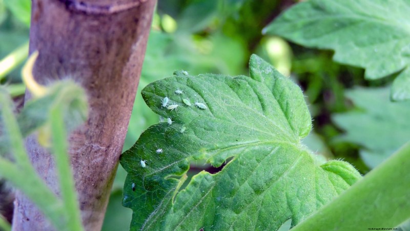 Coltivare i pomodori Cherry Falls:guida alla semina, alla cura e alla raccolta 