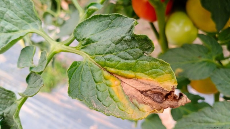Coltivare i pomodori Cherry Falls:guida alla semina, alla cura e alla raccolta 