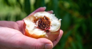 Kweek een perzikboom uit een put:een beginnershandleiding 
