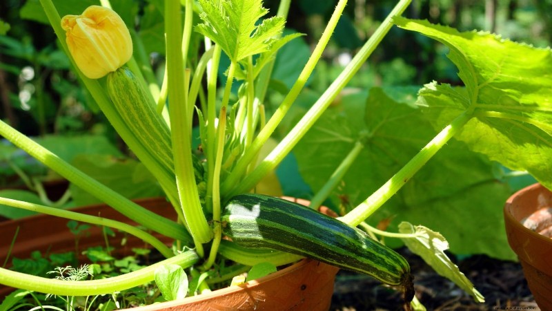 Courgettes kweken in potten:een complete gids voor containertuinieren 