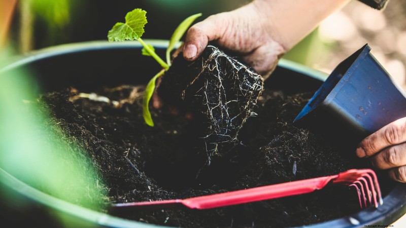 Courgettes kweken in potten:een complete gids voor containertuinieren 