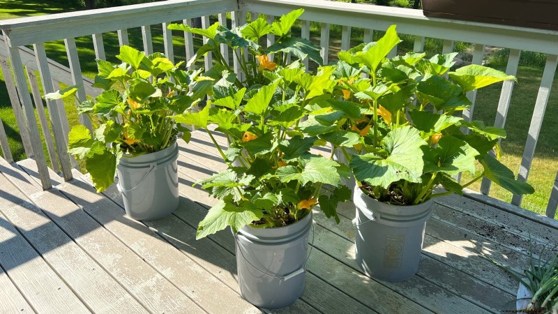 Courgettes kweken in potten:een complete gids voor containertuinieren 