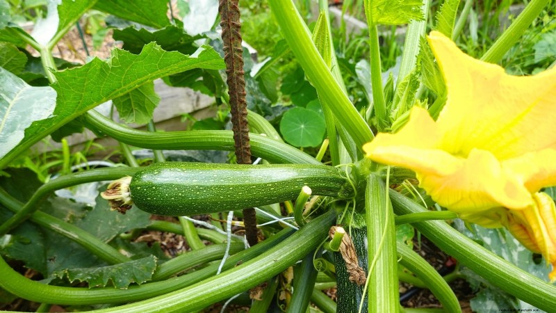 Courgettes kweken in potten:een complete gids voor containertuinieren 