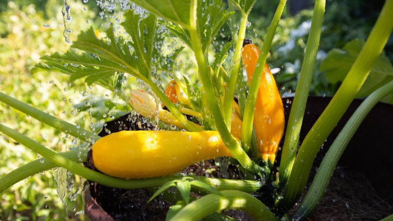 Courgettes kweken in potten:een complete gids voor containertuinieren 