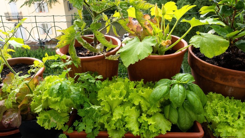 Courgettes kweken in potten:een complete gids voor containertuinieren 
