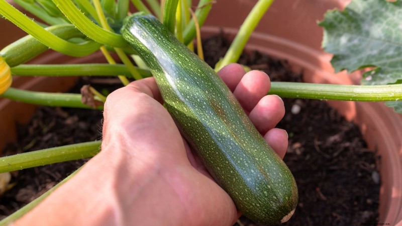Courgettes kweken in potten:een complete gids voor containertuinieren 