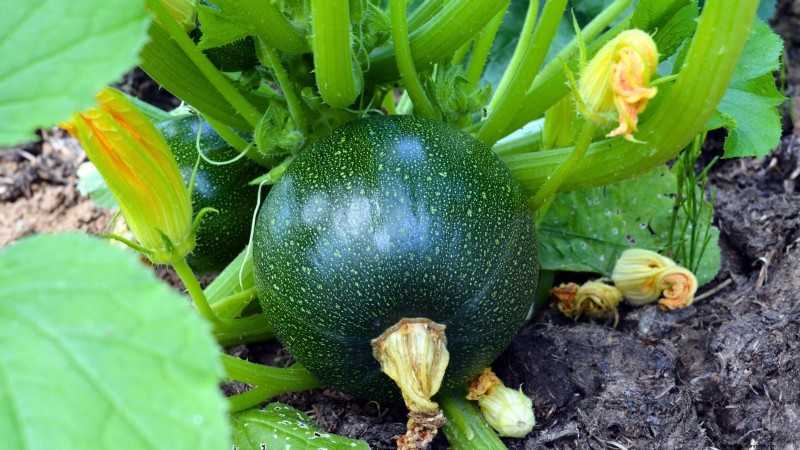 Courgettes kweken in potten:een complete gids voor containertuinieren 