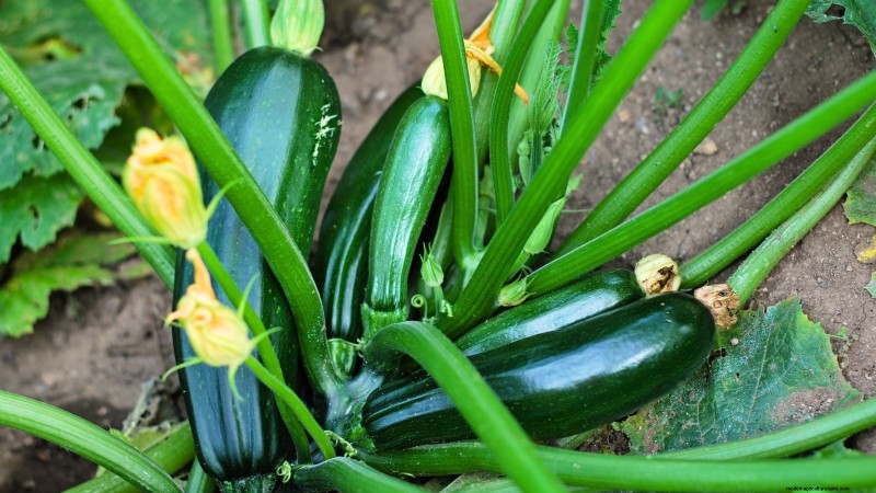Courgettes kweken in potten:een complete gids voor containertuinieren 