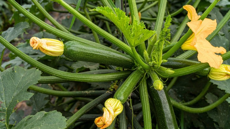 Courgettes kweken in potten:een complete gids voor containertuinieren 