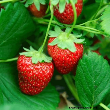Risoluzione dei problemi:perché le mie piante di fragole non producono frutti? 