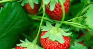 Risoluzione dei problemi:perché le mie piante di fragole non producono frutti? 