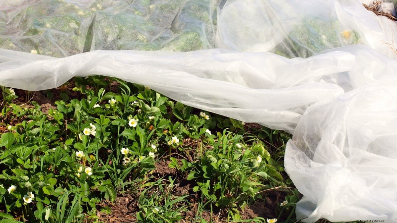 Risoluzione dei problemi:perché le mie piante di fragole non producono frutti? 