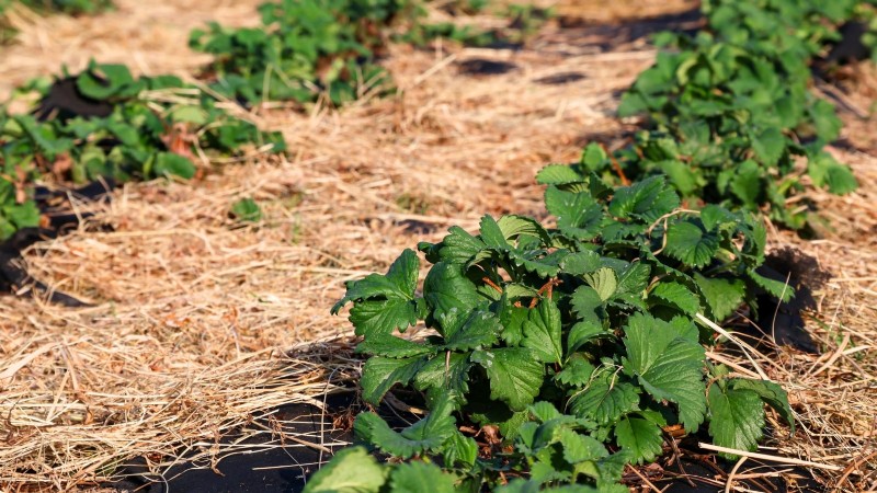 Risoluzione dei problemi:perché le mie piante di fragole non producono frutti? 