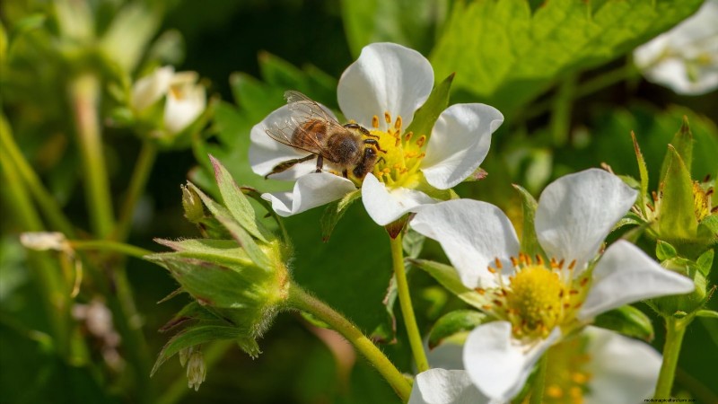 Risoluzione dei problemi:perché le mie piante di fragole non producono frutti? 