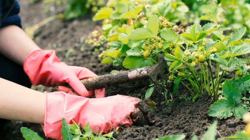 Risoluzione dei problemi:perché le mie piante di fragole non producono frutti? 