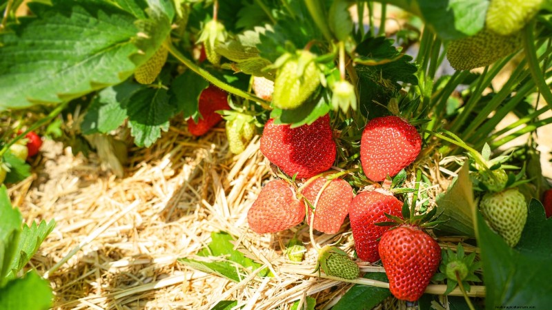 Risoluzione dei problemi:perché le mie piante di fragole non producono frutti? 