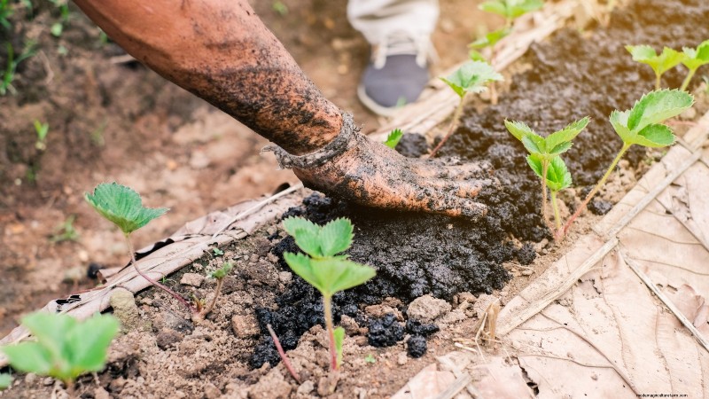Risoluzione dei problemi:perché le mie piante di fragole non producono frutti? 
