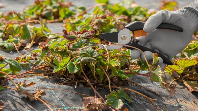 Risoluzione dei problemi:perché le mie piante di fragole non producono frutti? 