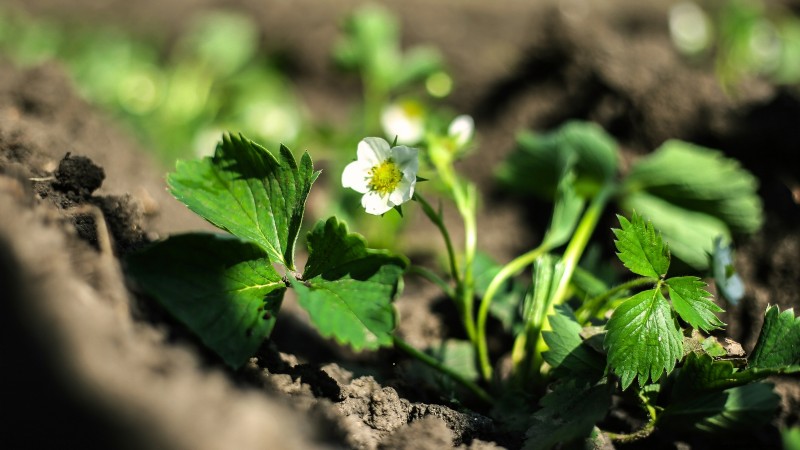 Risoluzione dei problemi:perché le mie piante di fragole non producono frutti? 
