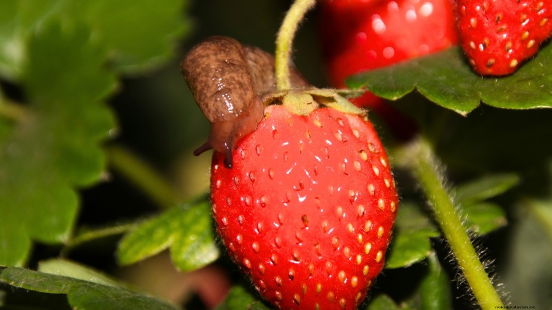 Risoluzione dei problemi:perché le mie piante di fragole non producono frutti? 