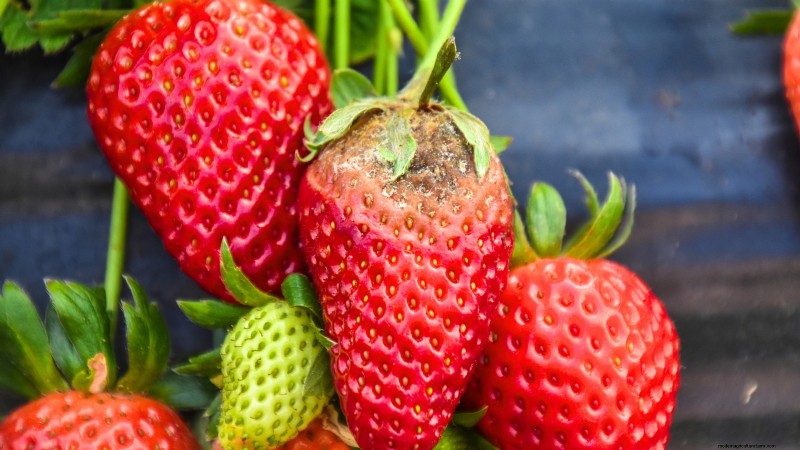 Risoluzione dei problemi:perché le mie piante di fragole non producono frutti? 