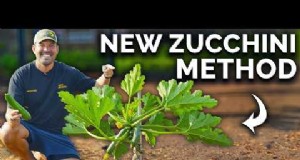 Zucchini auf einem Spalier:5 Expertentipps für den vertikalen Anbau 