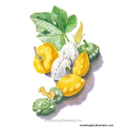 Pattypan Squash:Panduan Penanaman, Penanaman &Perawatan 