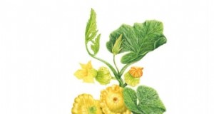 Pattypan-Kürbis:Leitfaden zum Pflanzen, Wachsen und Pflegen 