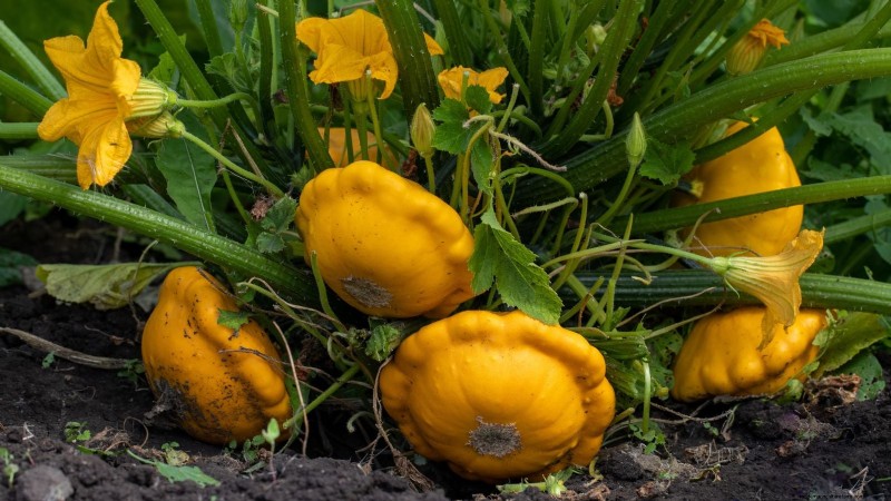 Pattypan Squash:Panduan Penanaman, Penanaman &Perawatan 