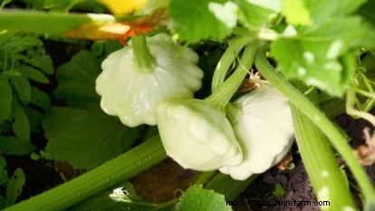 Pattypan Squash:Panduan Penanaman, Penanaman &Perawatan 