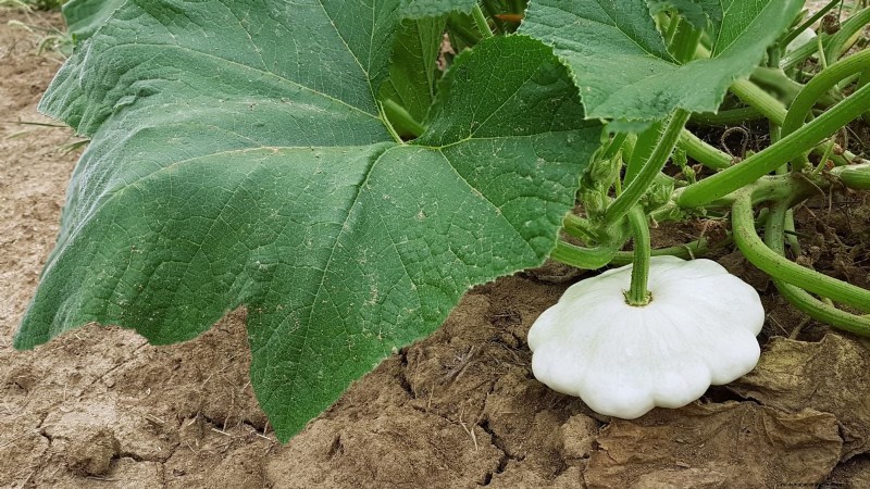 Pattypan Squash:Panduan Penanaman, Penanaman &Perawatan 
