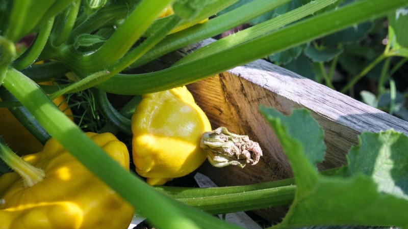 Pattypan Squash:Panduan Penanaman, Penanaman &Perawatan 