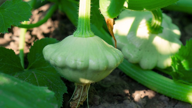 Pattypan Squash:Panduan Penanaman, Penanaman &Perawatan 
