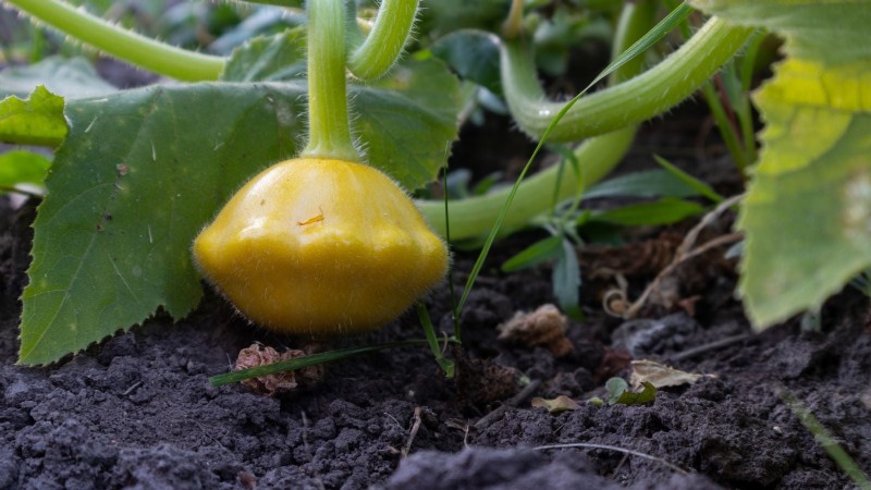 Pattypan Squash:Panduan Penanaman, Penanaman &Perawatan 