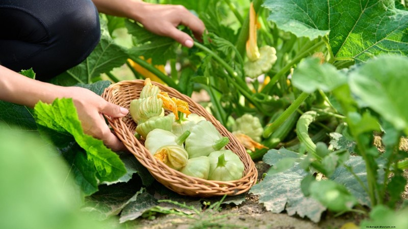 Pattypan Squash:Panduan Penanaman, Penanaman &Perawatan 